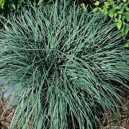 Carex Flacca (A.K.A Glauca)