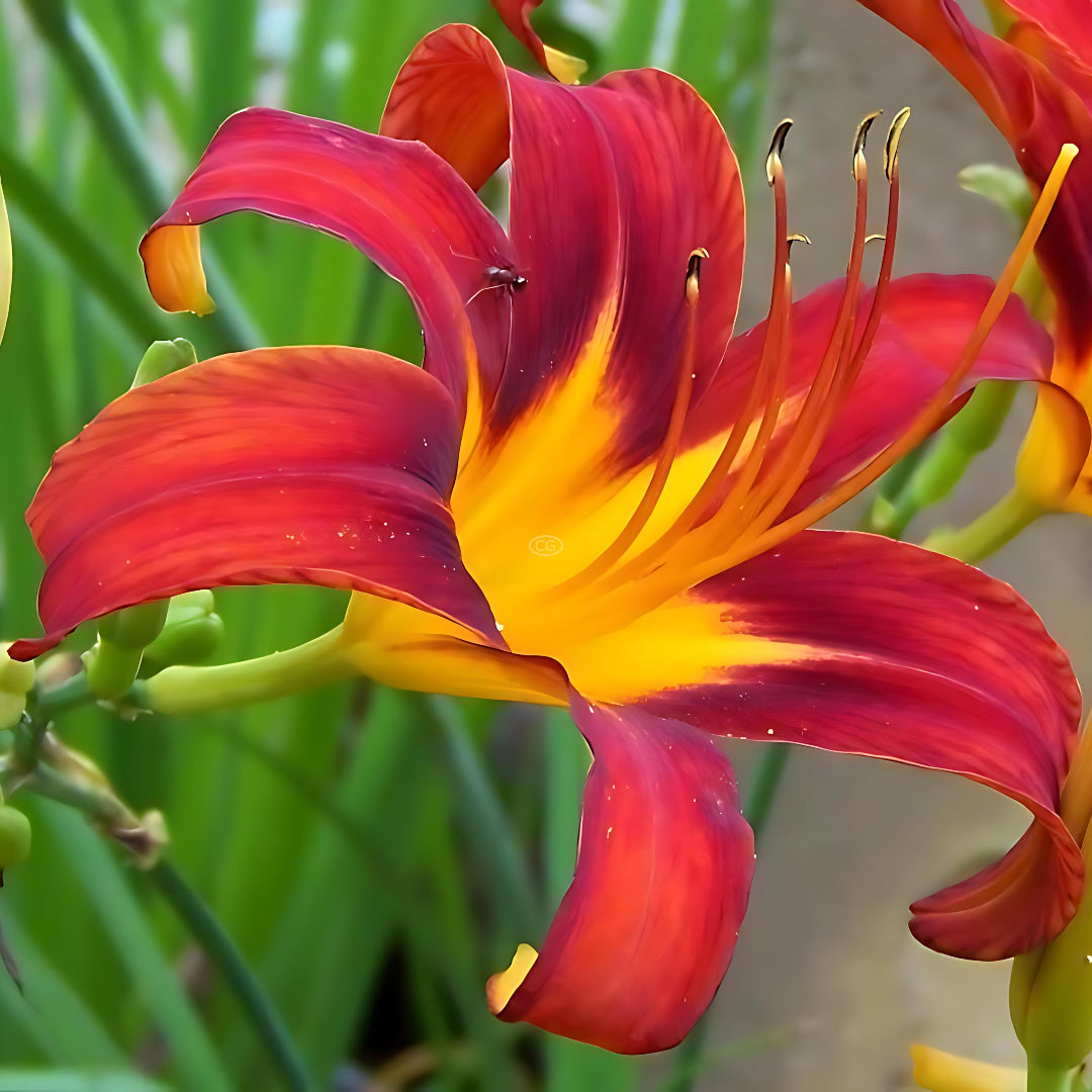 Nashville Star Hemerocallis Daylily
