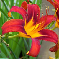 Daylily perennial flower with vibrant blossoms