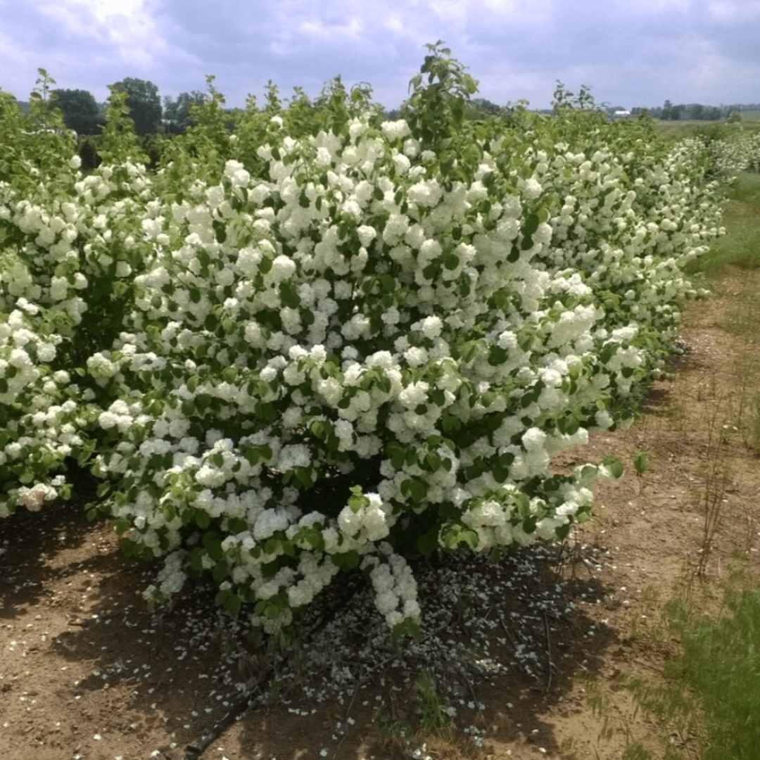 Popcorn Viburnum Shrub Blooming in Spring Garden Settings