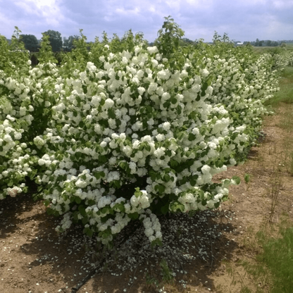 Popcorn Viburnum Shrub Blooming in Spring Garden Settings