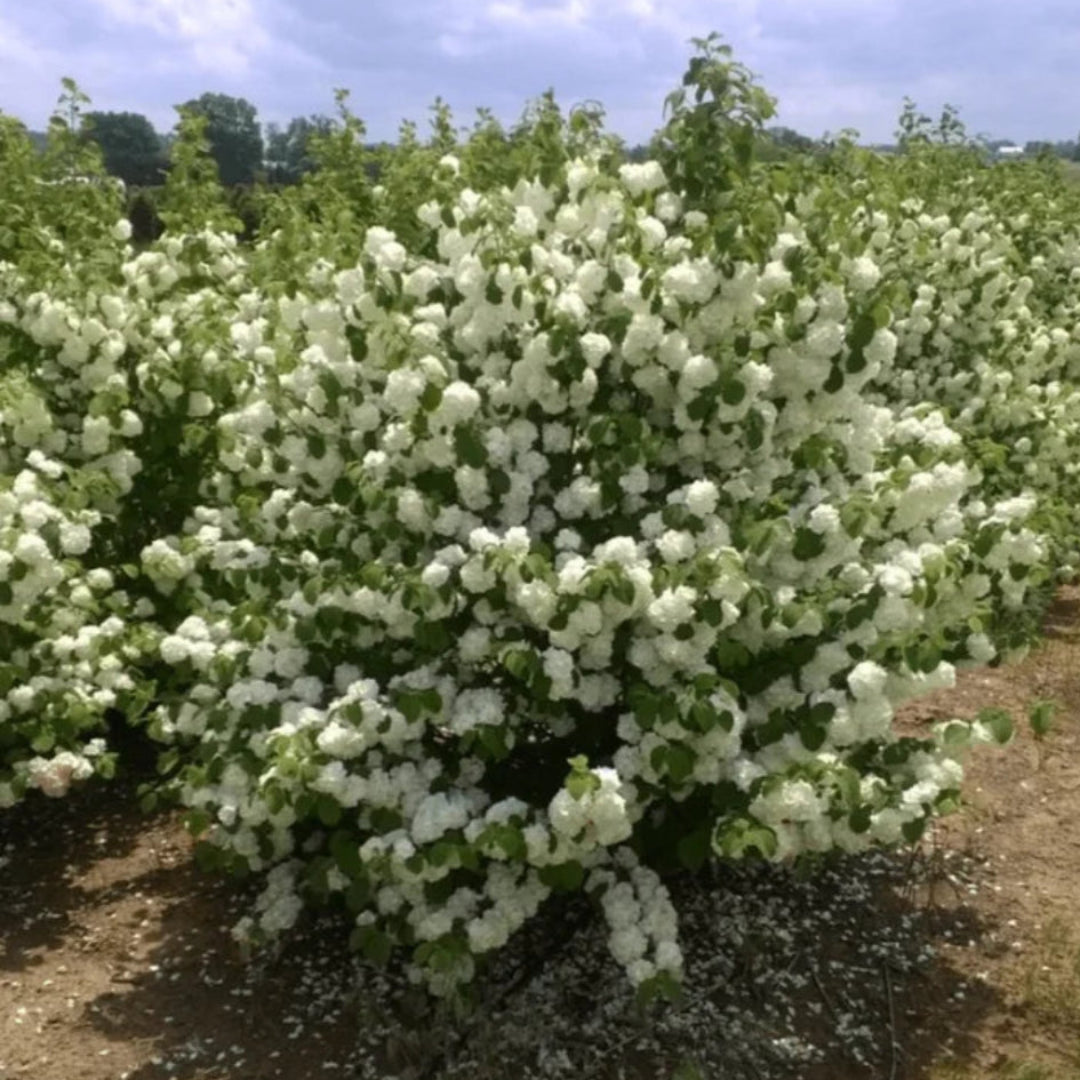 Popcorn Viburnum Shrub Blooming in Spring Garden Settings