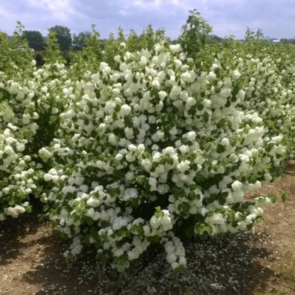 Popcorn Viburnum Shrub Blooming in Spring Garden Settings