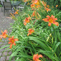 Hemerocallis Fulva Kwanso Double Orange Daylily Multipack