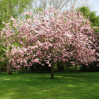Kwanzan Cherry Tree- Standout Tree