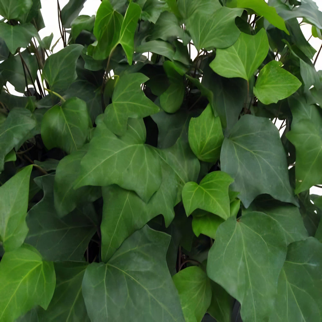 Hedera algeriensis &