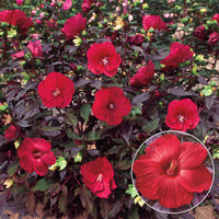 Hibiscus 'Midnight Marvel