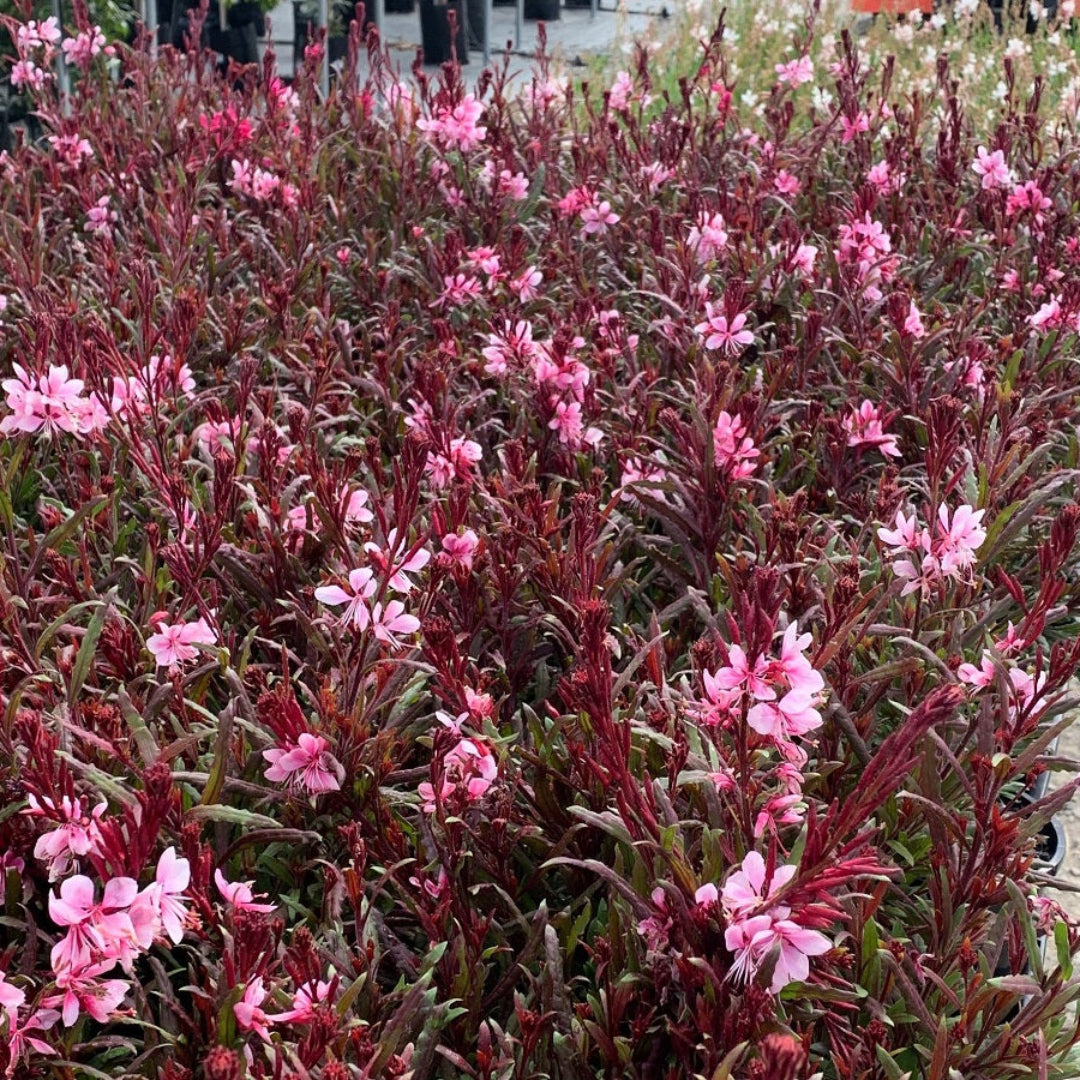 Gaura Belleza® Series Dark Pink PPAF (Butterfly Gaura) - [EG]
