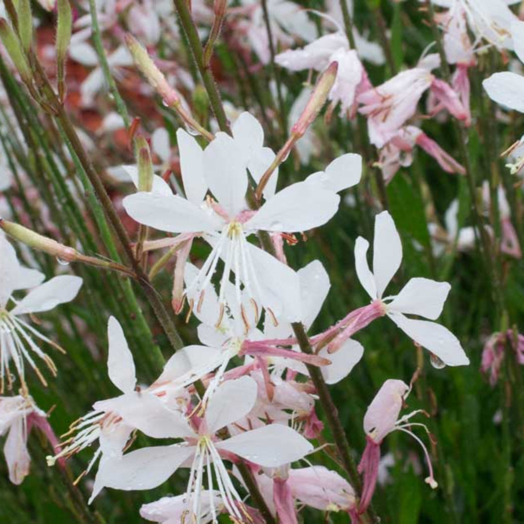 Gaura Belleza Series &