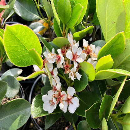 Snowcap Indian Hawthorn
