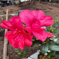 Reblooming Encore Azalea Autumn Bonfire planted outdoors with healthy green leaves