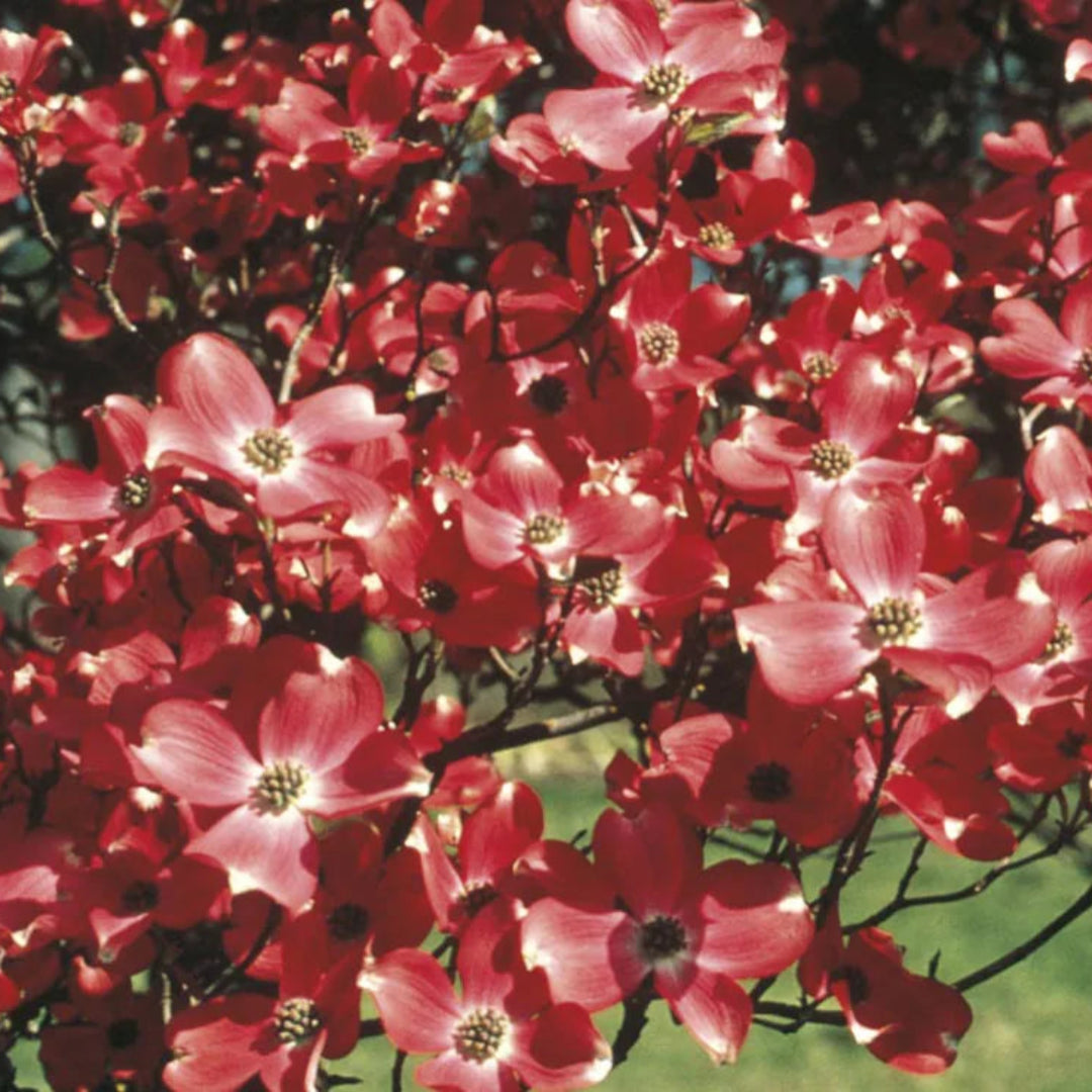 Raging Red Dogwood Tree