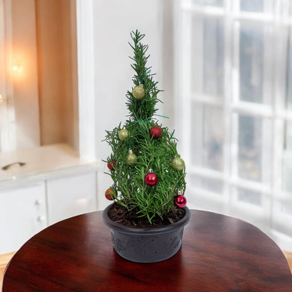 Athens Blue Rosemary