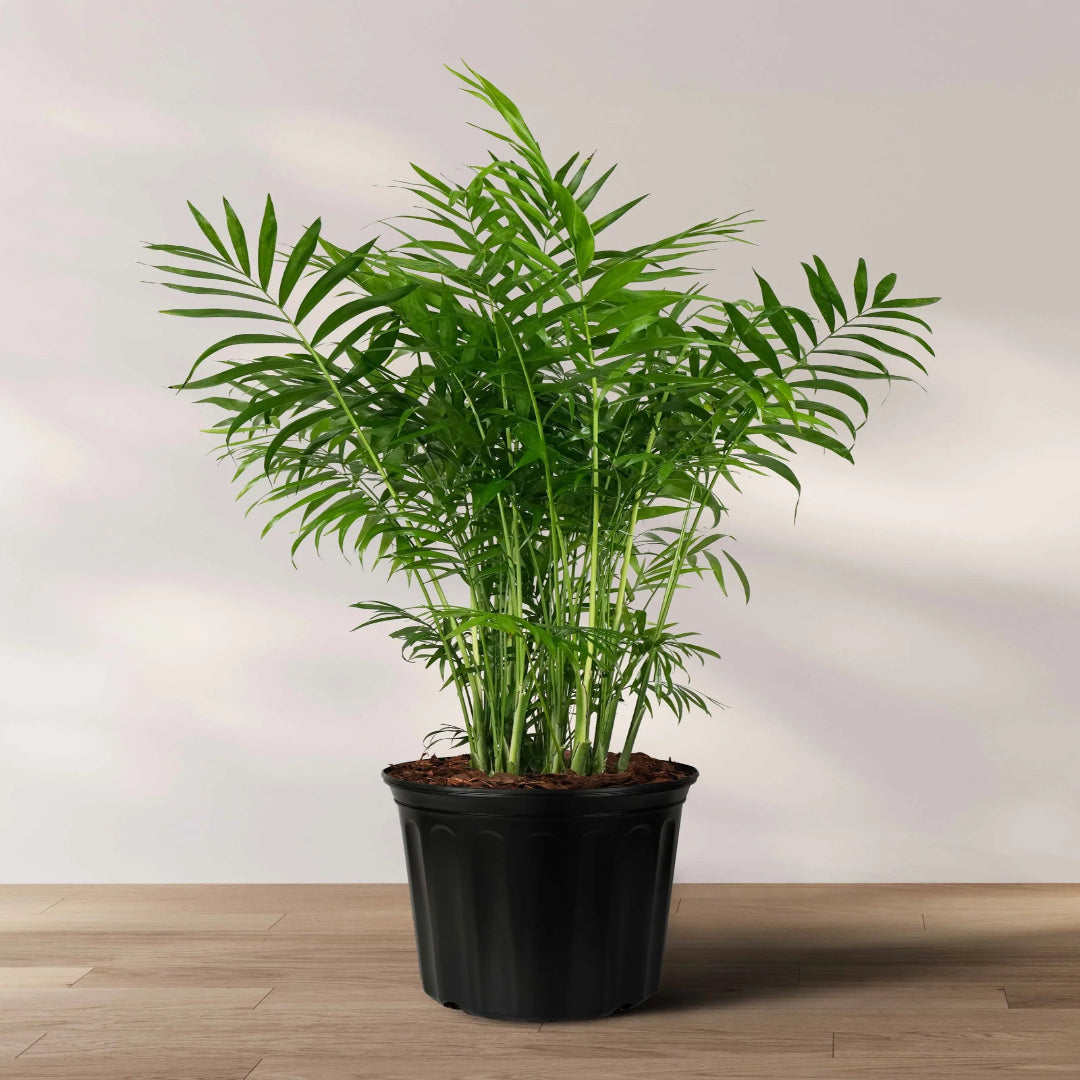 Neanthe Bella Palm (Live Indoor Plant)