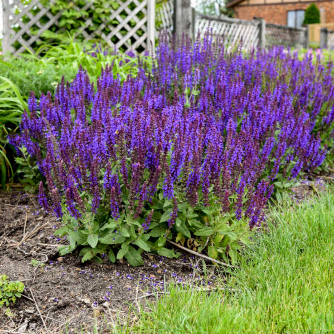 Salvia nemorosa &