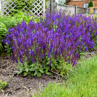 Salvia nemorosa 'Violet Profusion' - [EG]