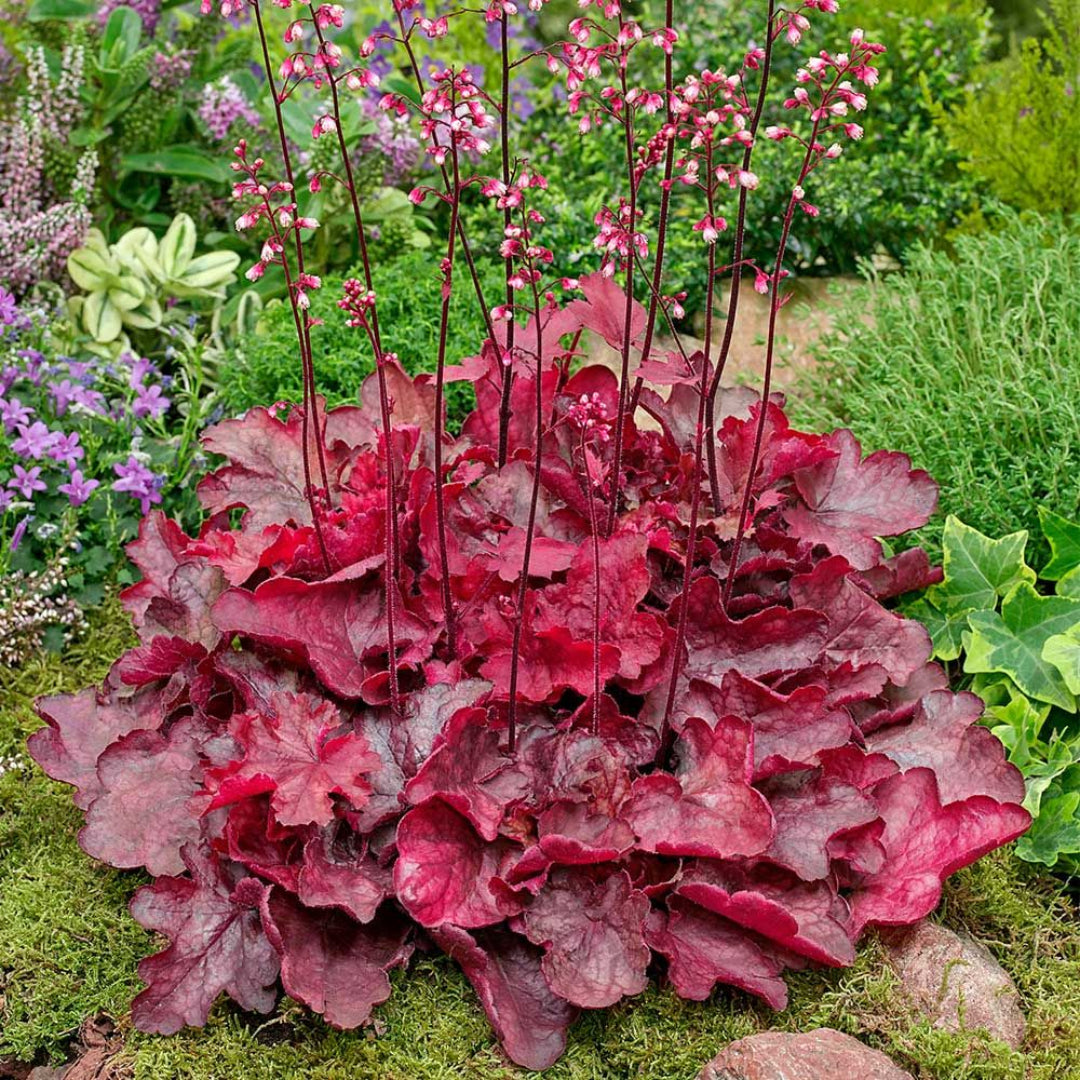Heuchera &