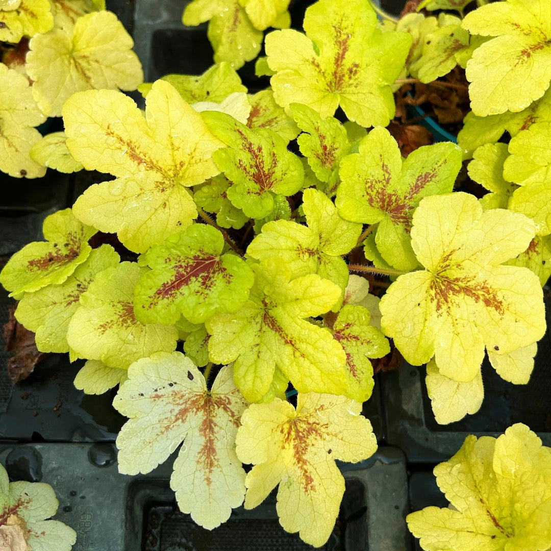 Heucherella Stoplight