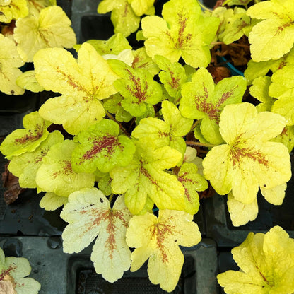 Heucherella Stoplight