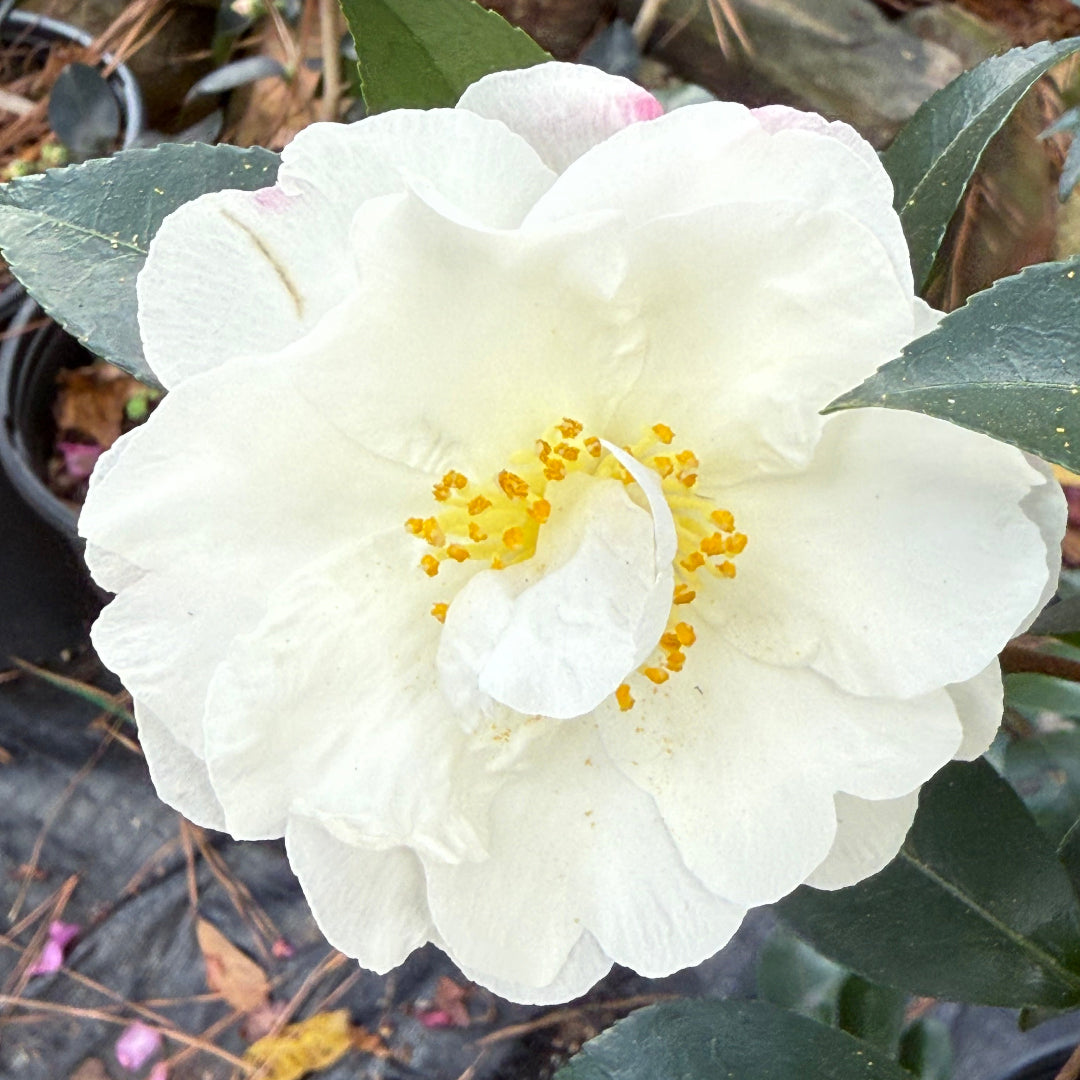 Yoi Machi Camellia - Gorgeous White Petals With Pale Pink Margins