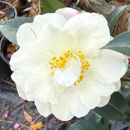 Yoi Machi Camellia - Gorgeous White Petals With Pale Pink Margins