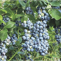 Blue Suede Blueberry fruit close-up showing plump ripe berries