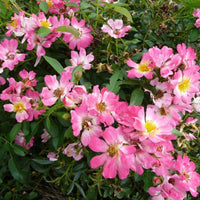 Low growing Pink Drift Rose covered in small flowers