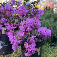 Abbey's Re-View' Rhododendron  Native Azalea