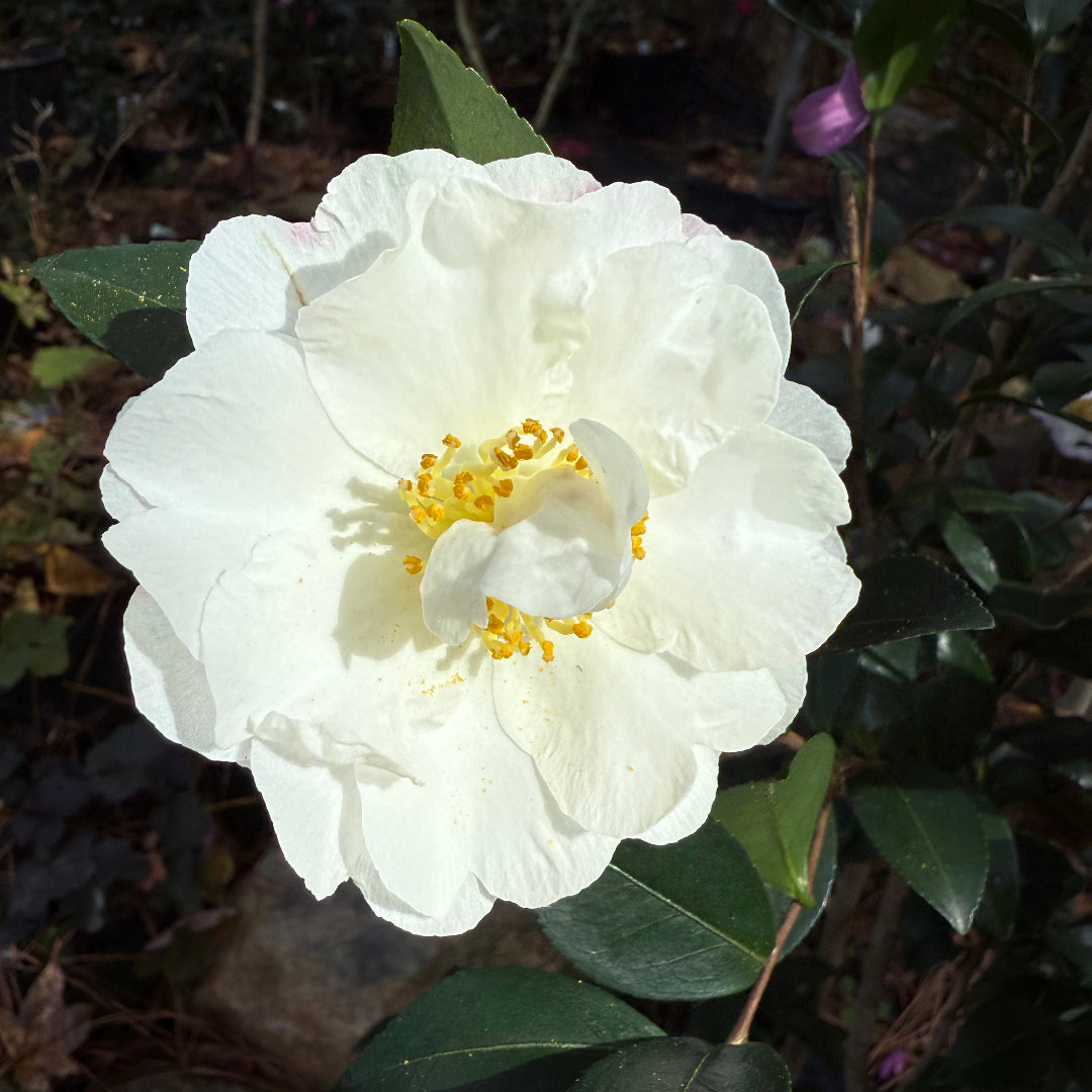 Yoi Machi Camellia - Gorgeous White Petals With Pale Pink Margins