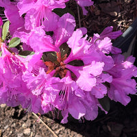 Abbey's Re-View' Rhododendron  Native Azalea