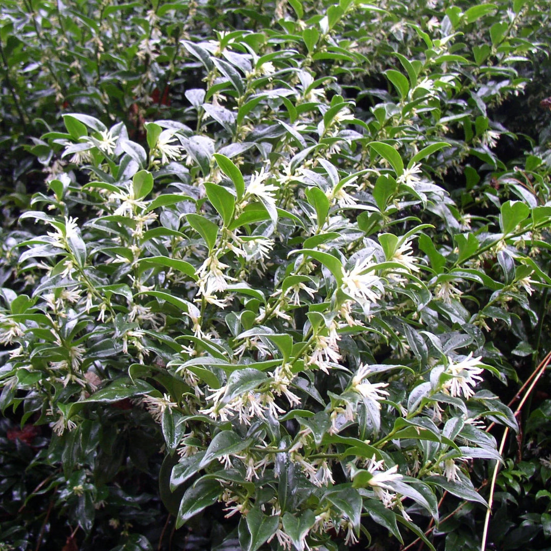 Sarcococca Sweet Box