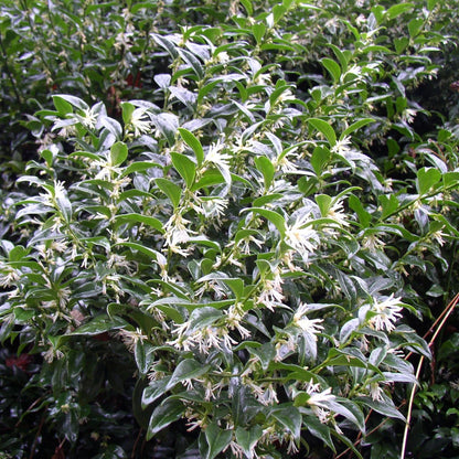 Sarcococca Sweet Box