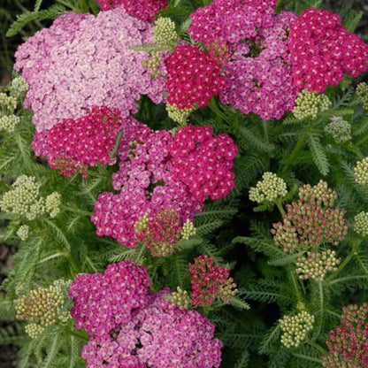 Achillea New Vintage Series &