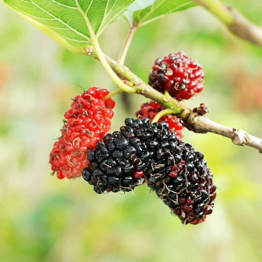 Red Mulberry Tree
