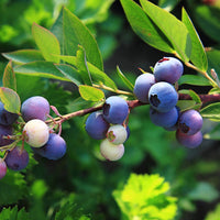 Blueberry bush showing mix of ripe and unripe berries