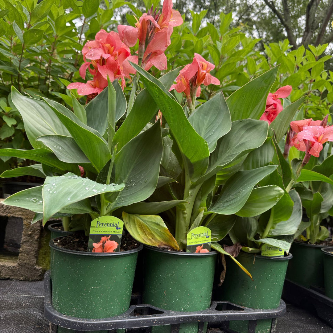 Canna Cannova Mango Lily - [EG]