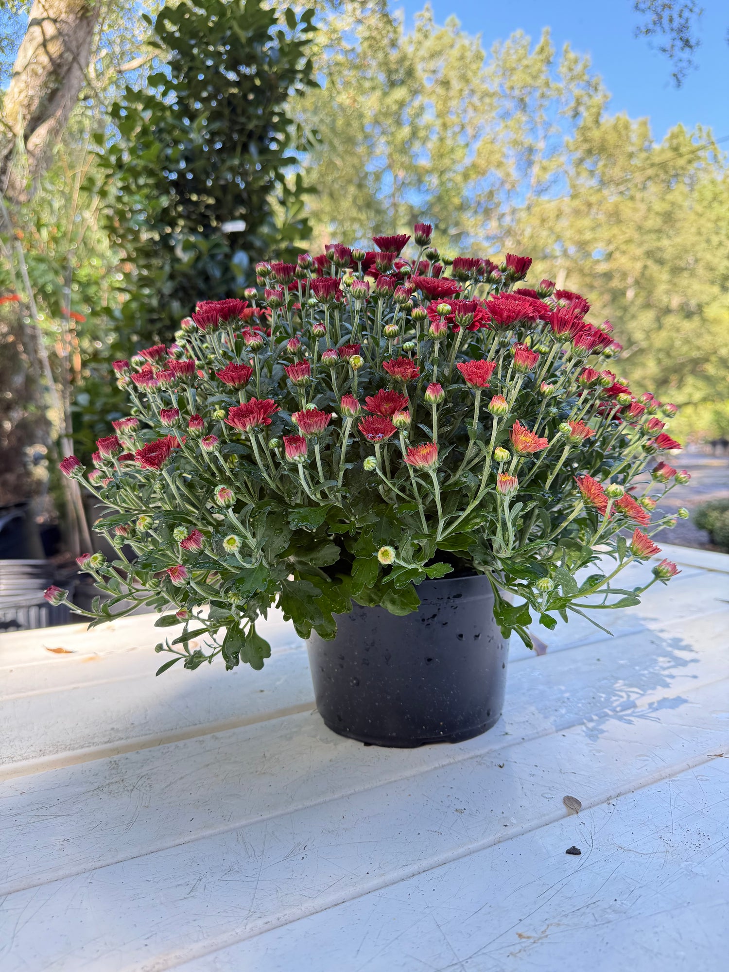 Tabitha Scarlet Mum Plant – Bright Red Fall Garden Chrysanthemum – Hardy Perennial Blooms