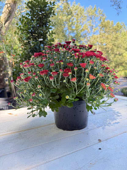 Tabitha Scarlet Mum Plant – Bright Red Fall Garden Chrysanthemum – Hardy Perennial Blooms