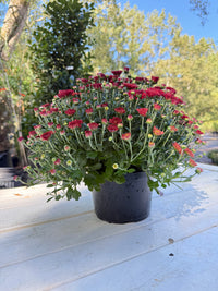 Tabitha Scarlet Mum Plant – Bright Red Fall Garden Chrysanthemum – Hardy Perennial Blooms