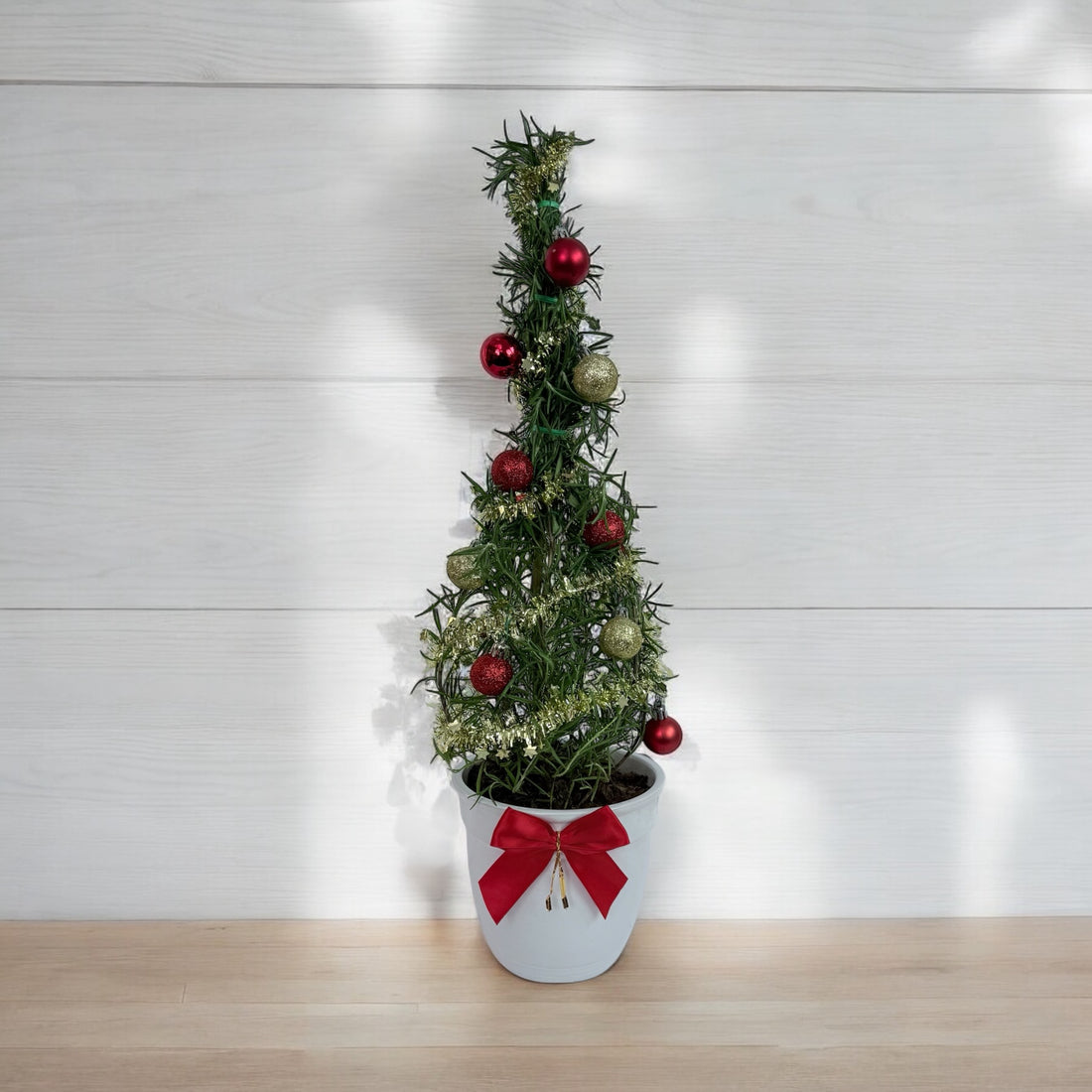 Athens Blue Rosemary