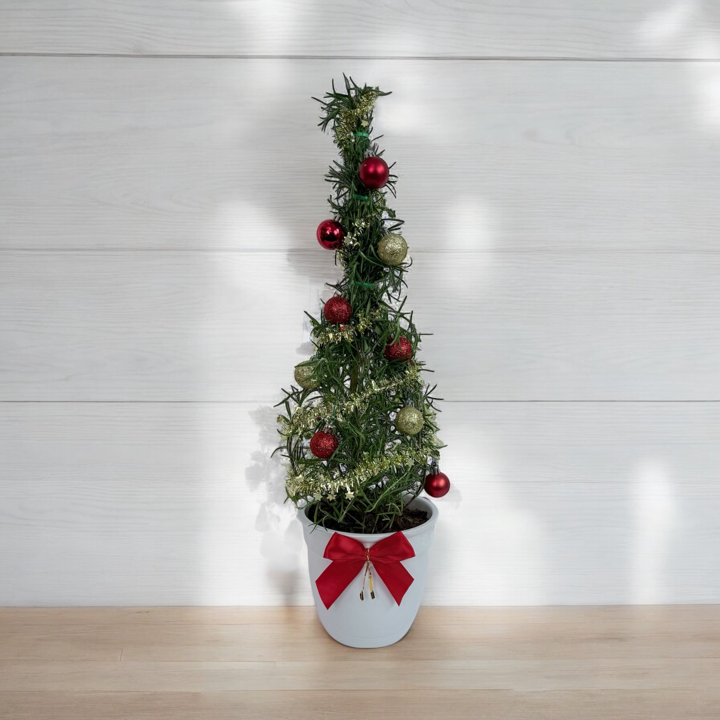 Athens Blue Rosemary