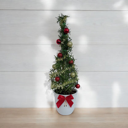 Athens Blue Rosemary