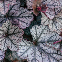 Heuchera 'Timeless Treasure' Coral Bells - [EG]
