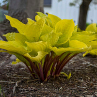 Hosta Fire Island