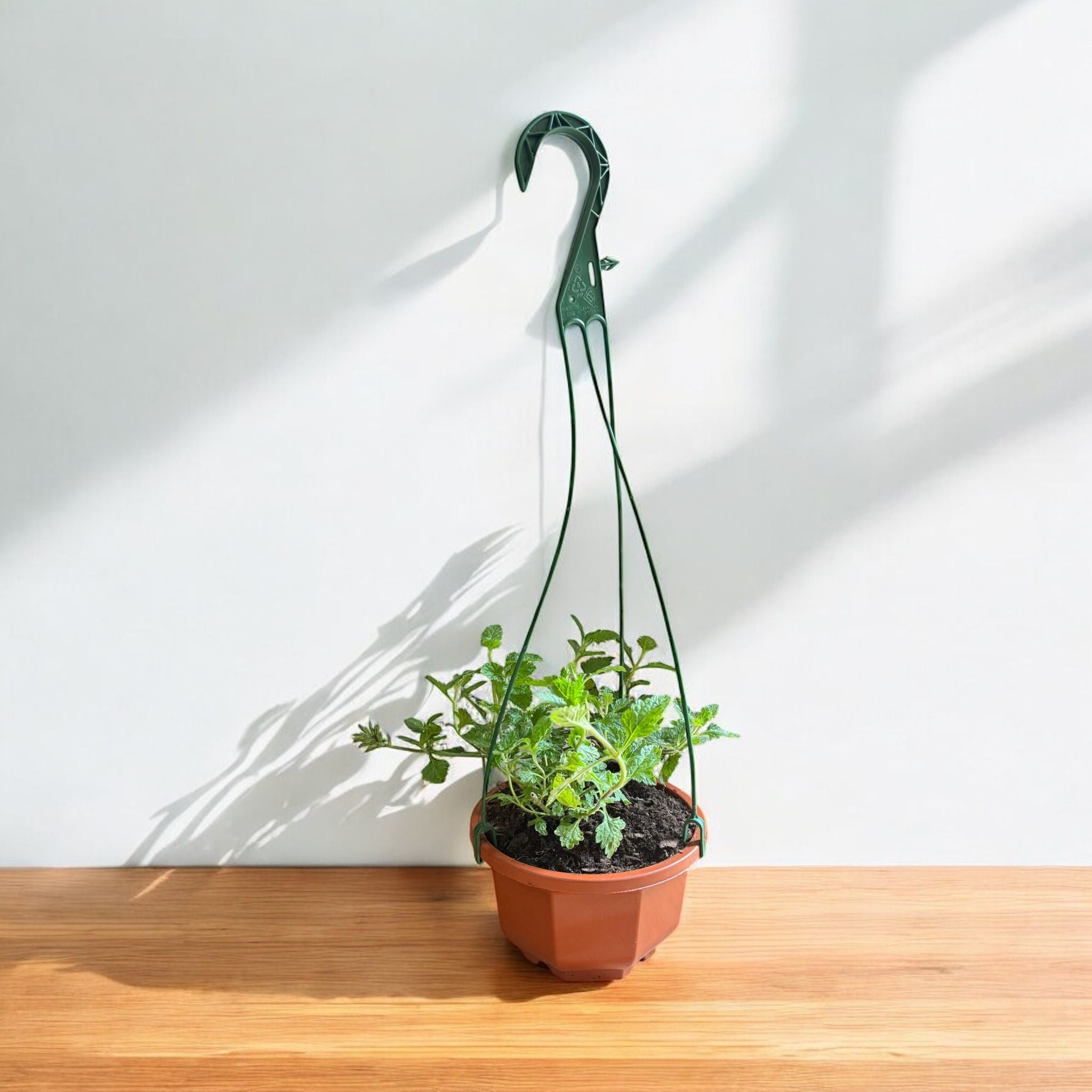 Homestead Purple Verbena hanging basket
