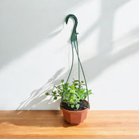 Homestead Purple Verbena hanging basket