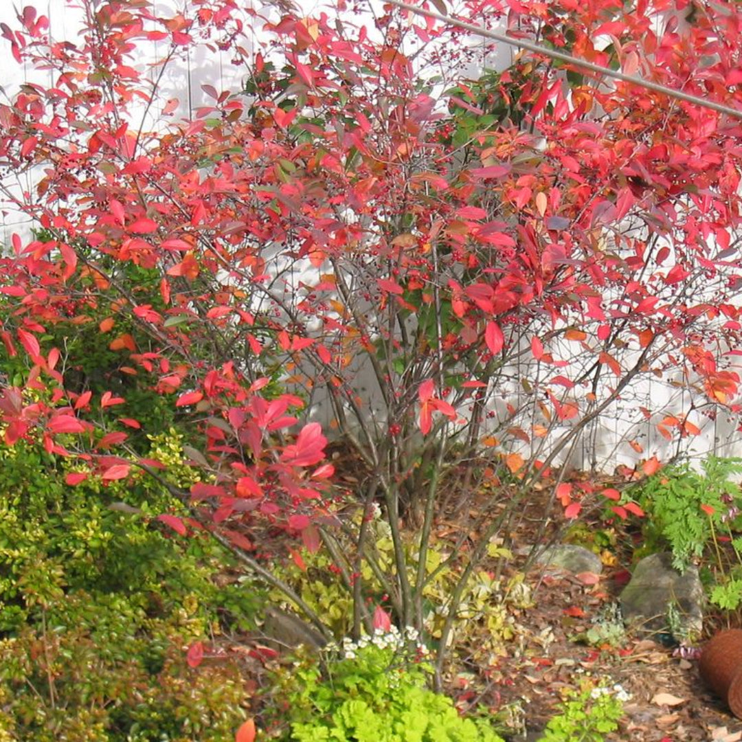 Brilliantissima Aronia