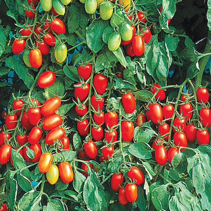 Tomato Plant &