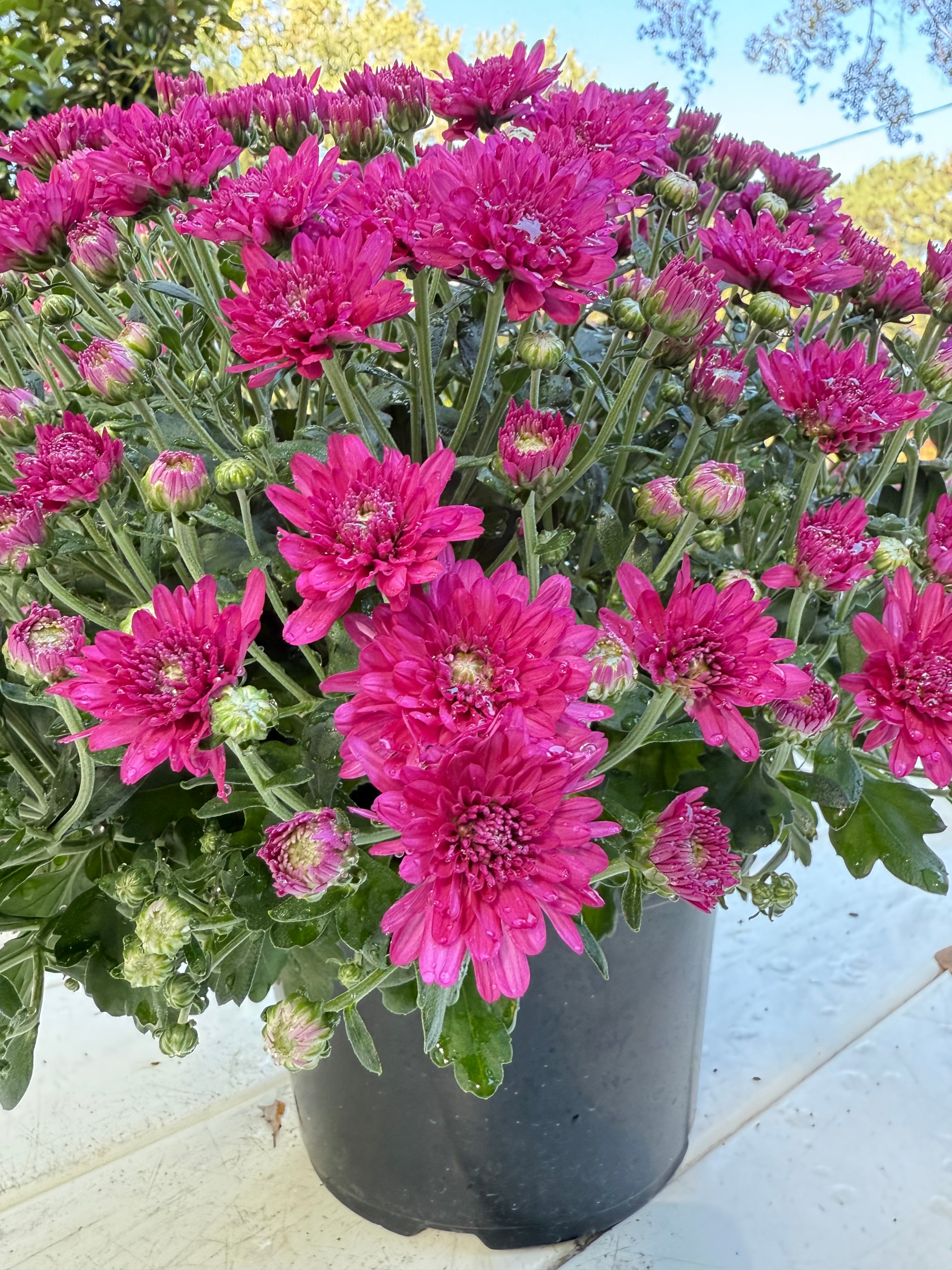 Wanda Purple Mum – Hardy Fall Chrysanthemum | Vibrant Purple Garden Blooms for Pots &amp; Landscapes