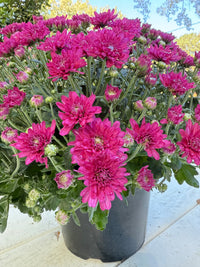 Wanda Purple Mum – Hardy Fall Chrysanthemum | Vibrant Purple Garden Blooms for Pots & Landscapes